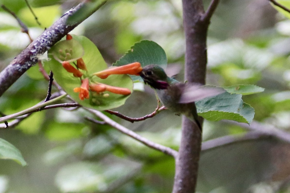 Calliope Hummingbird - ML619660961