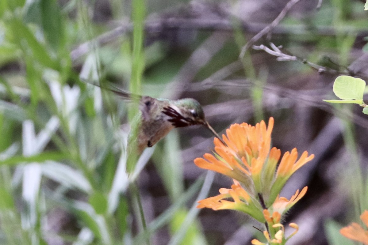 Calliope Hummingbird - ML619660962