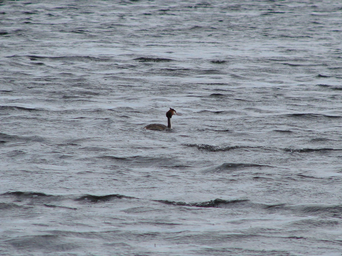 Great Crested Grebe - ML619661004