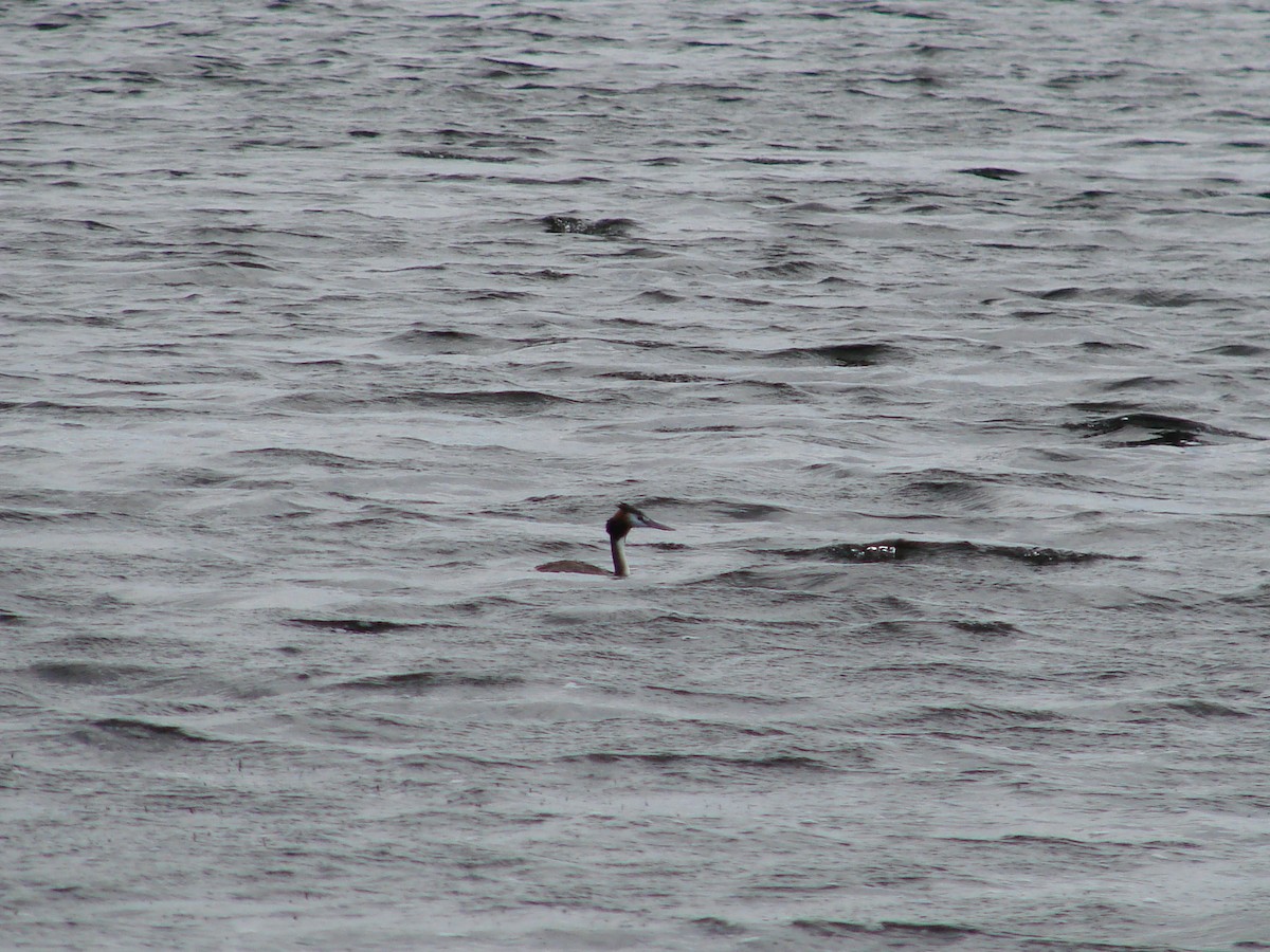 Great Crested Grebe - ML619661005