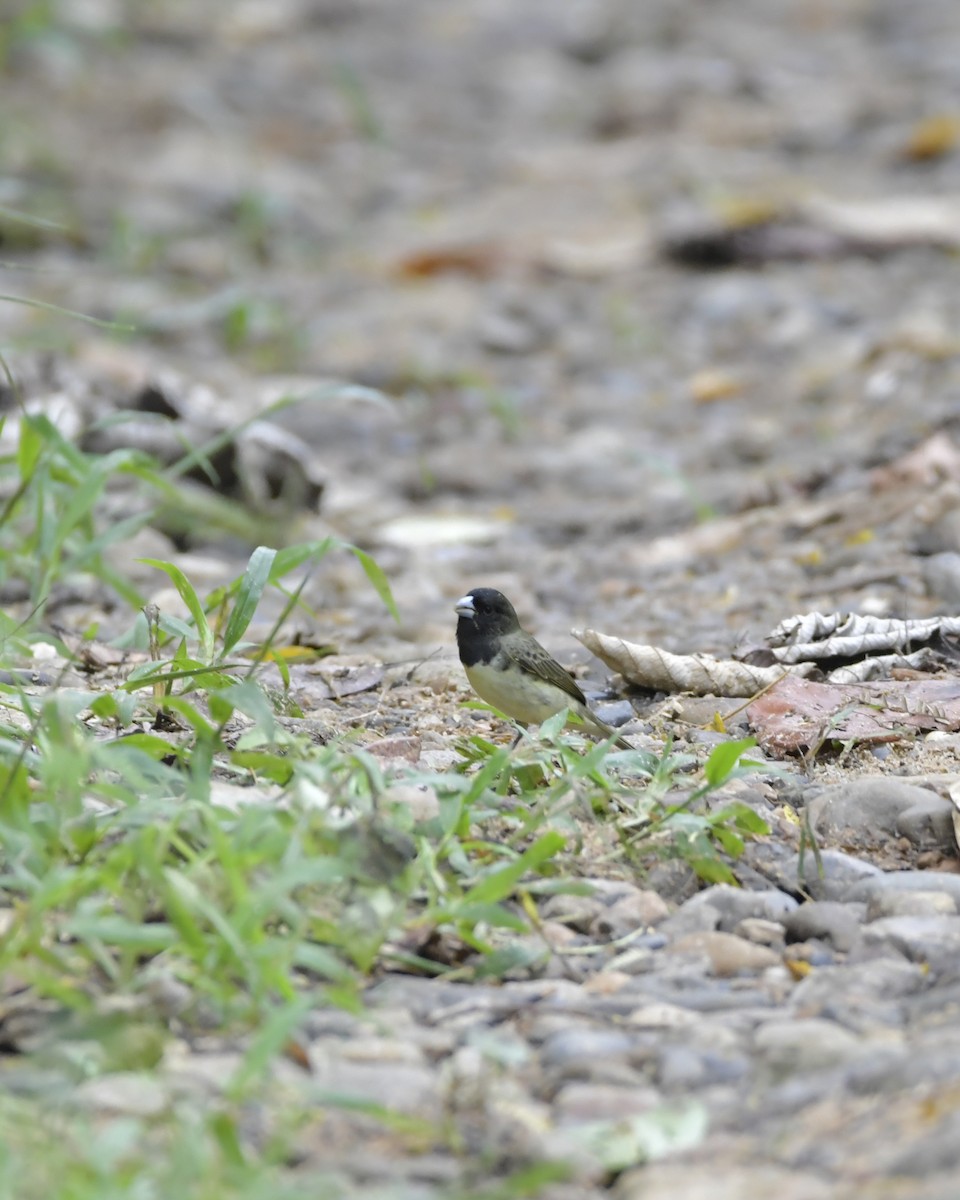 Yellow-bellied Seedeater - ML619661050