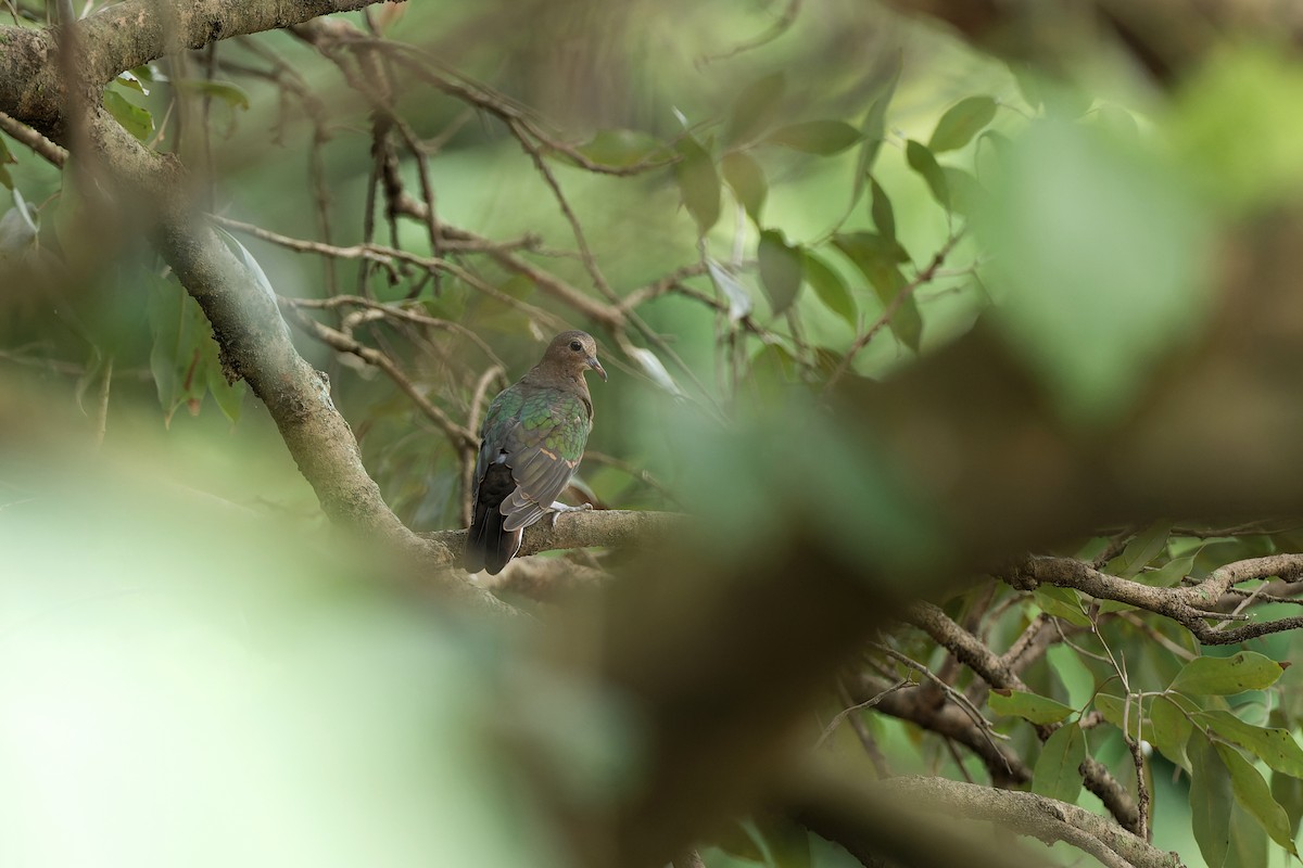 holub zelenokřídlý - ML619661056