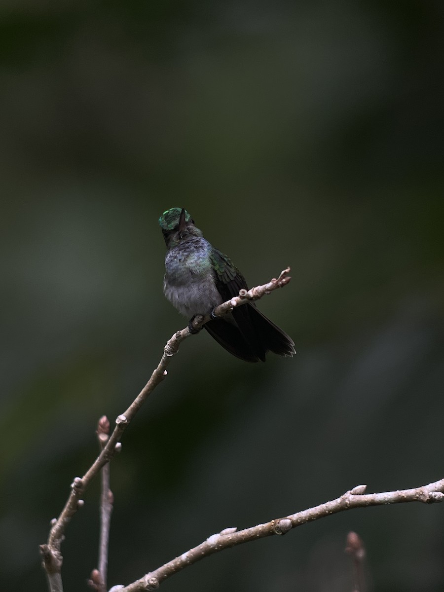 Charming Hummingbird - ML619661080