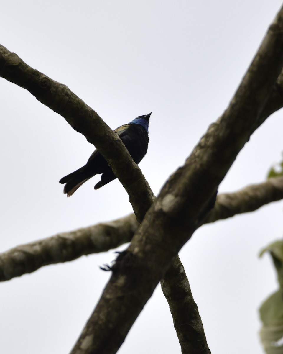 Blue-necked Tanager - ML619661105