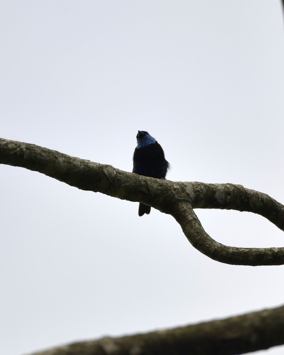 Blue-necked Tanager - ML619661106