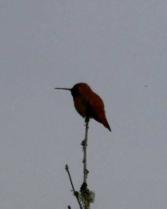 Rufous Hummingbird - ML619661119