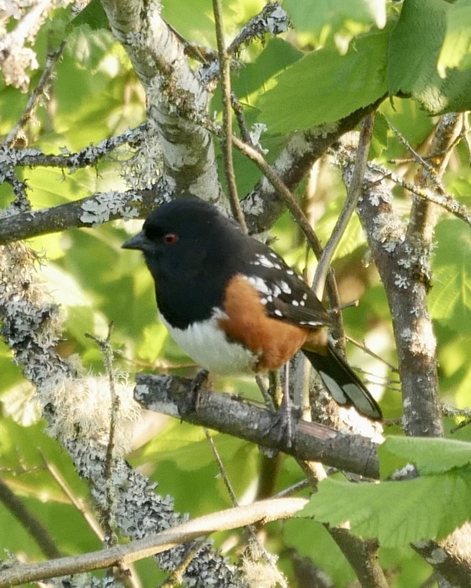 Spotted Towhee - ML619661133