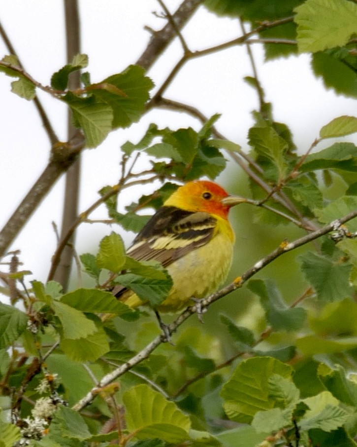 Western Tanager - ML619661140