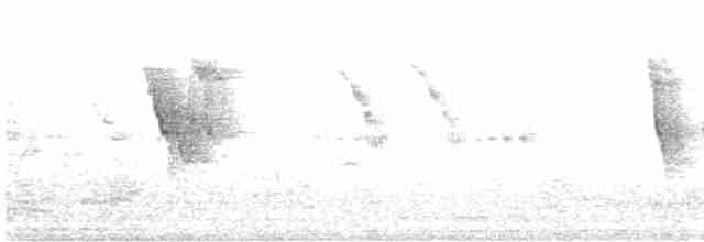 Lavandera Blanca - ML619661149