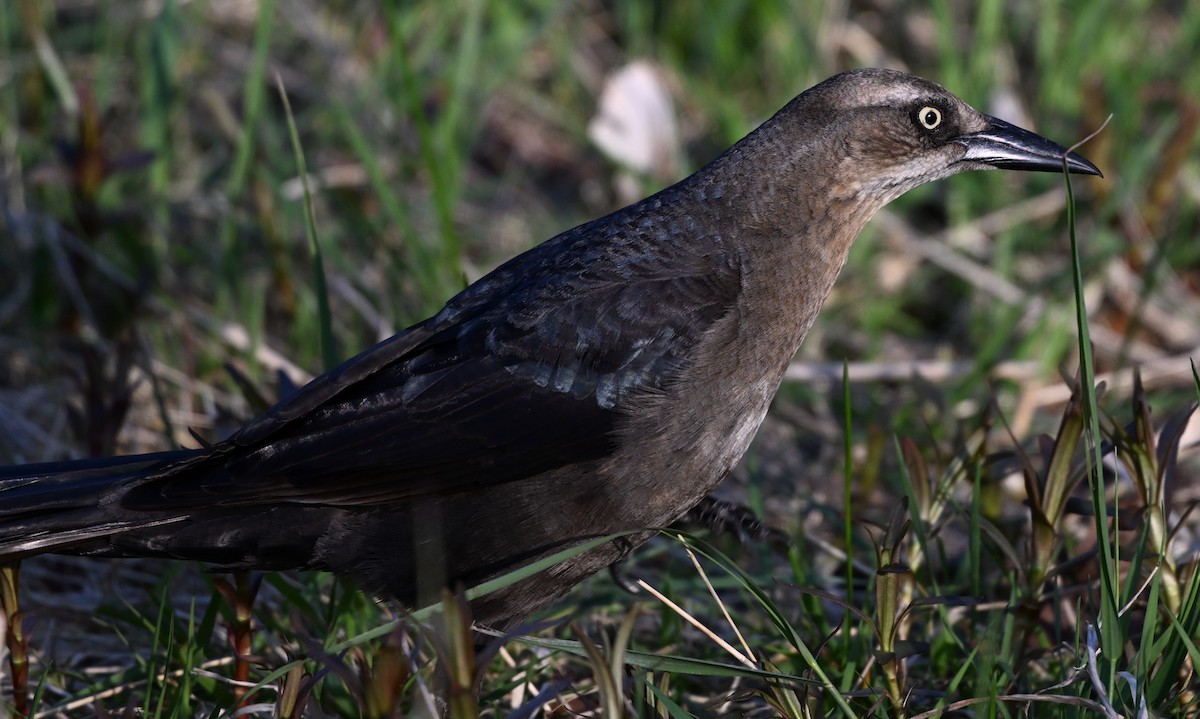 Great-tailed Grackle - ML619661164