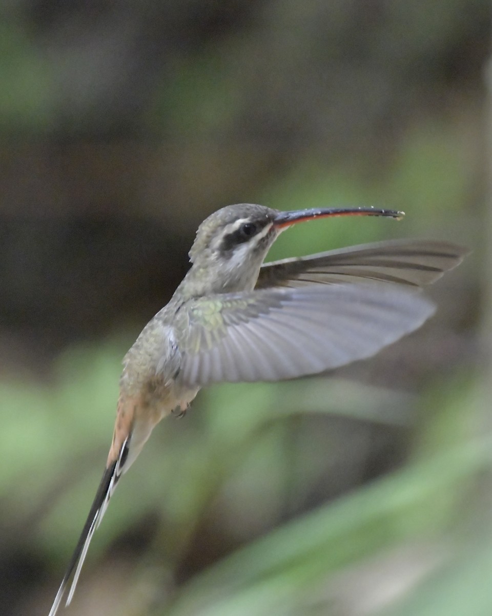 kolibřík dlouhoocasý - ML619661172