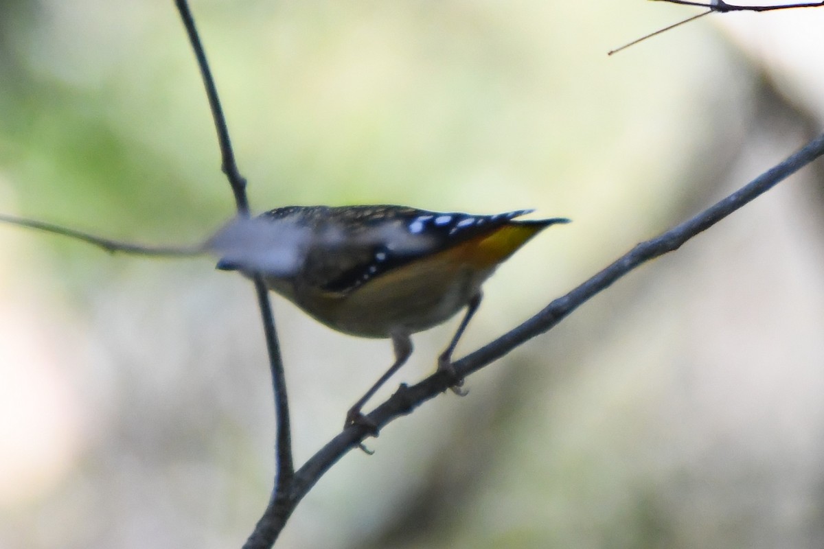 Spotted Pardalote - ML619661174