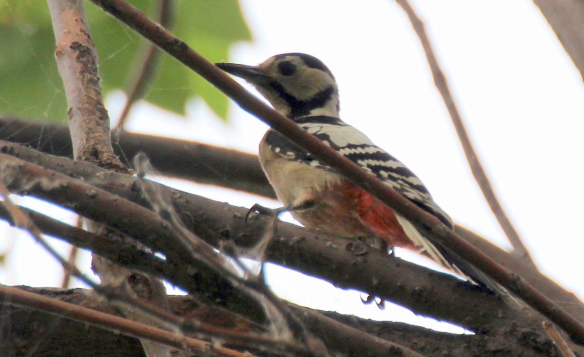 White-backed Woodpecker - ML619661206