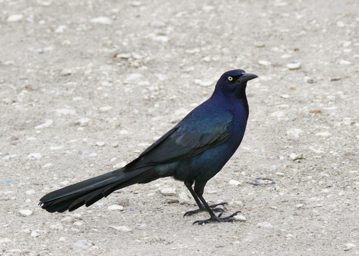 Great-tailed Grackle - ML619661209