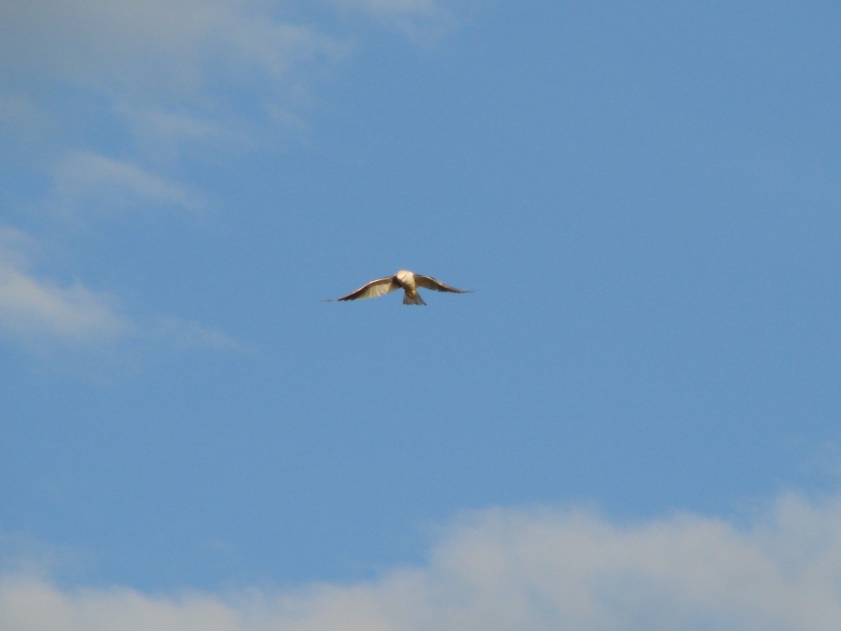 Black-shouldered Kite - ML619661219