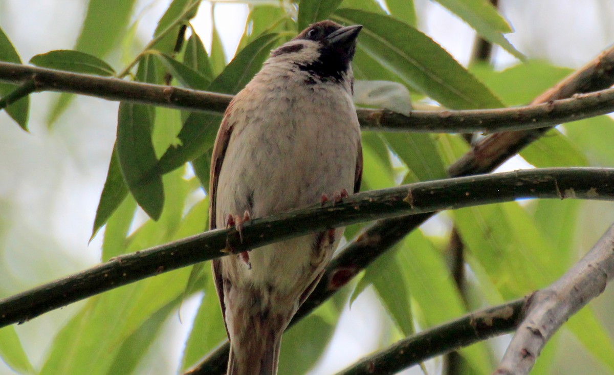 Eurasian Tree Sparrow - ML619661237