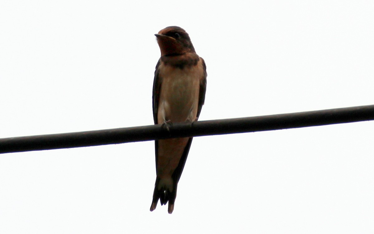 Barn Swallow - ML619661267