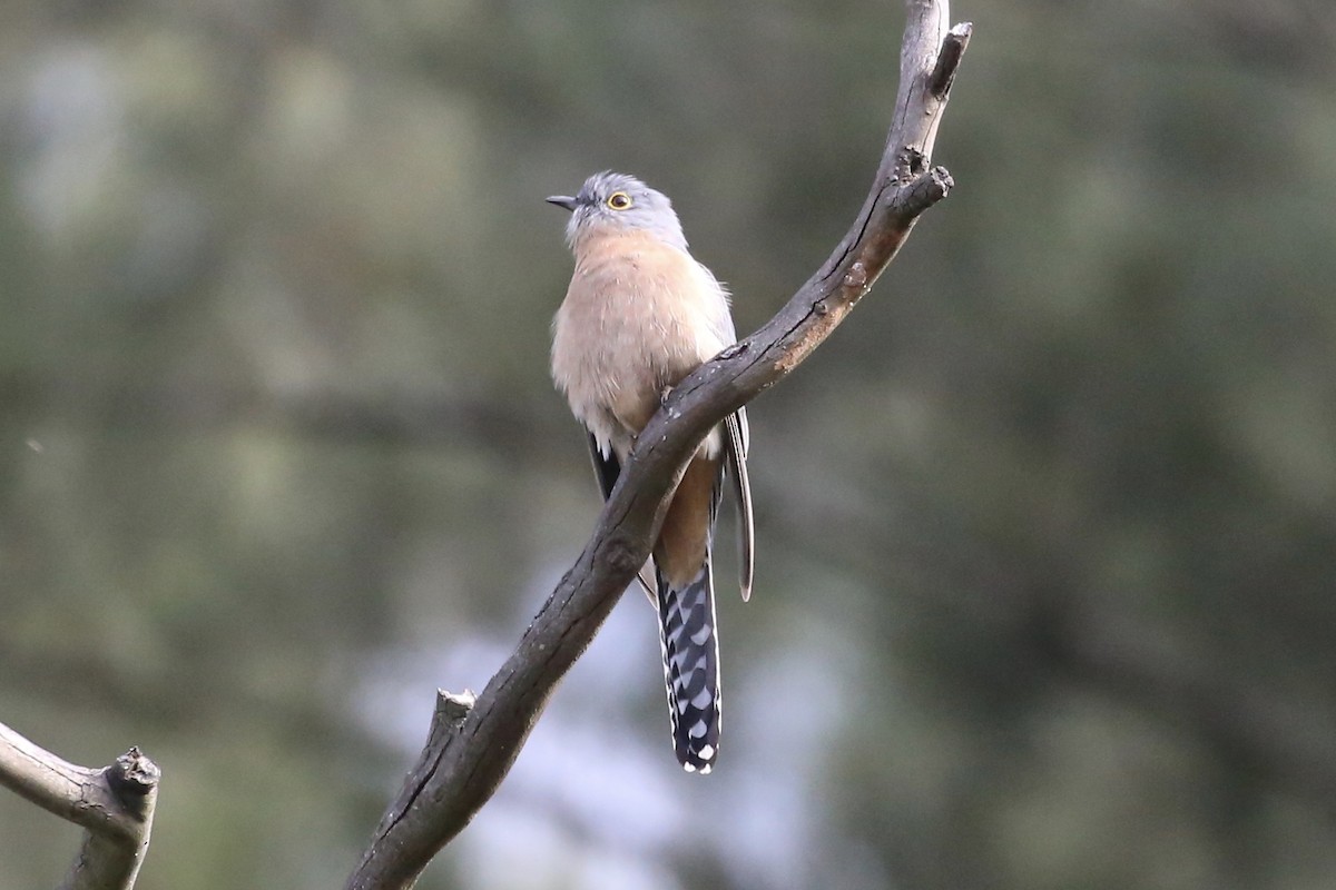 Fan-tailed Cuckoo - ML619661284