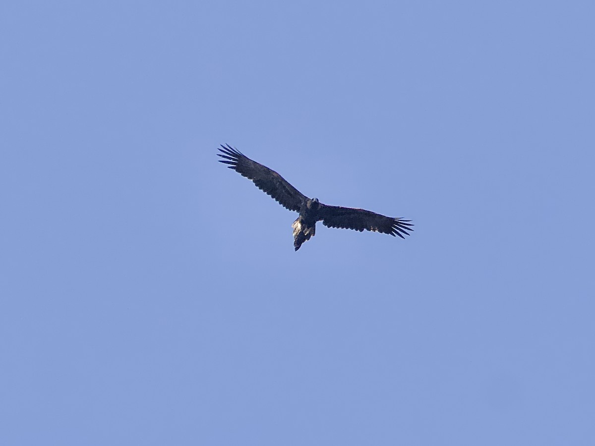 Wedge-tailed Eagle - ML619661286