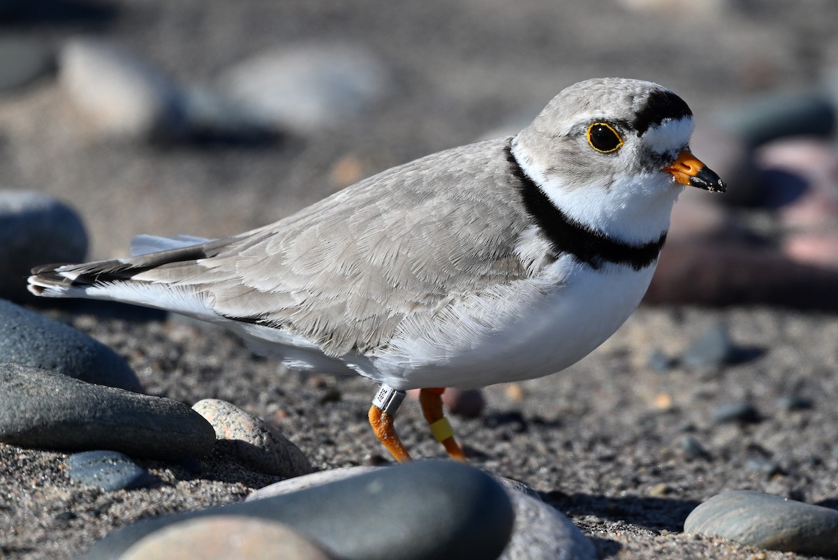 Piping Plover - ML619661318