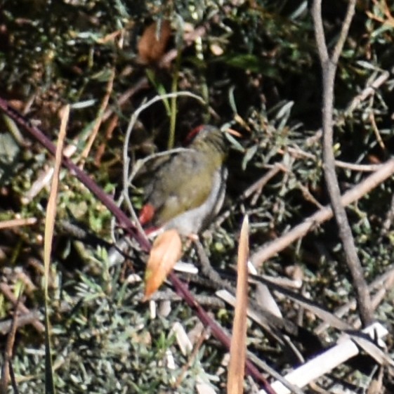 Red-browed Firetail - ML619661348