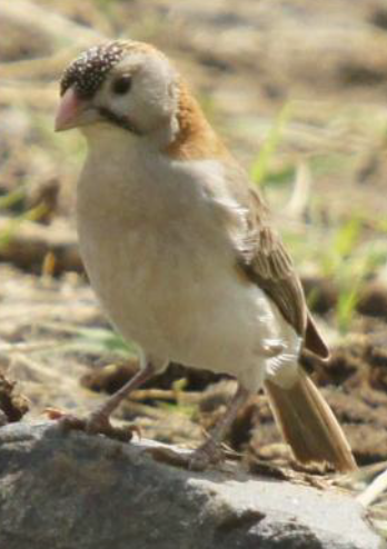 Speckle-fronted Weaver - ML619661364