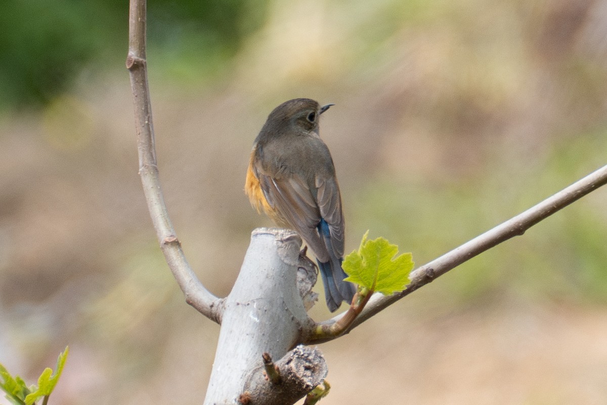 Red-flanked Bluetail - ML619661369