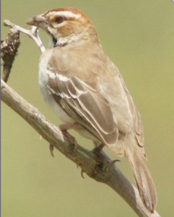 Chestnut-crowned Sparrow-Weaver - ML619661370
