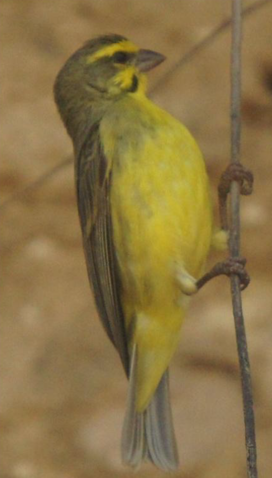 Yellow-fronted Canary - ML619661377