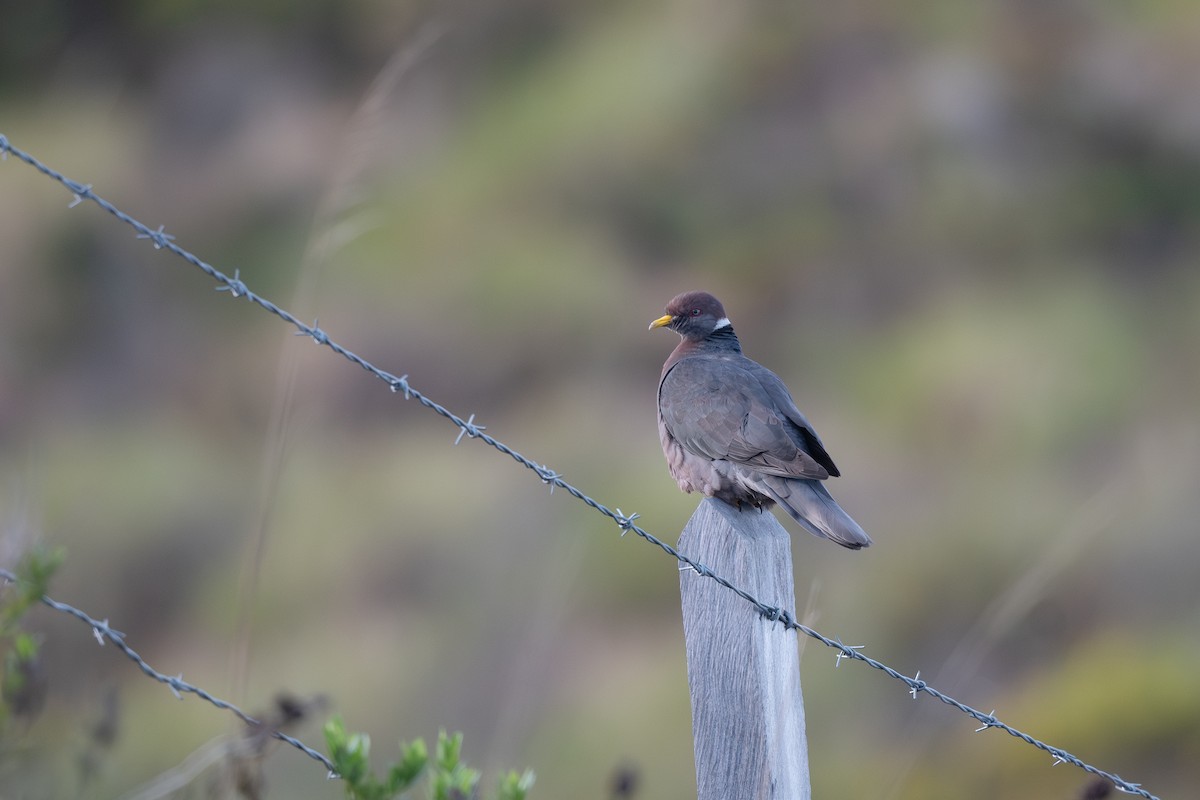 Band-tailed Pigeon - ML619661381