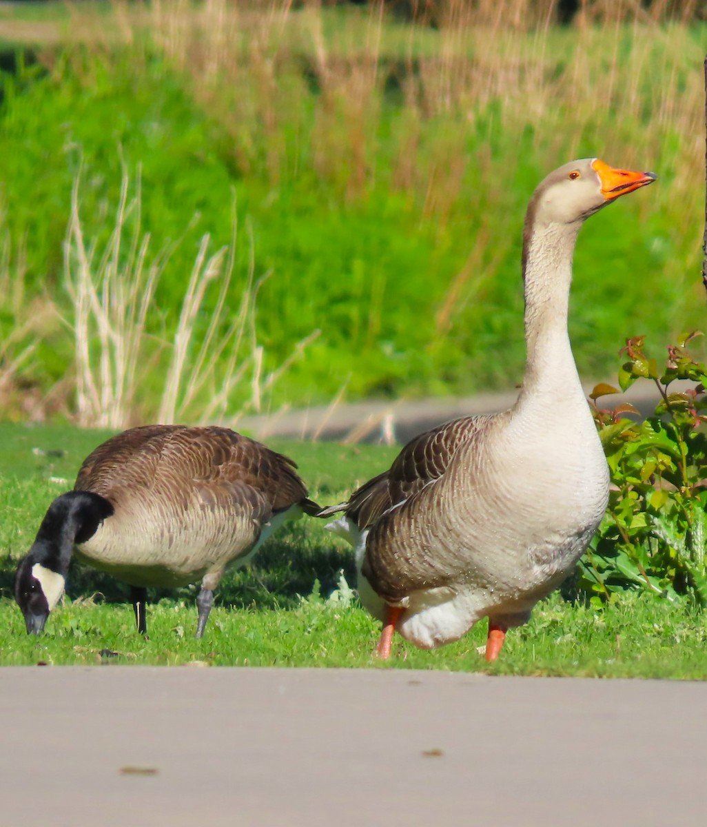 Graylag x Swan Goose (hybrid) - ML619661388