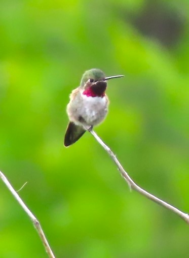 Broad-tailed Hummingbird - ML619661415