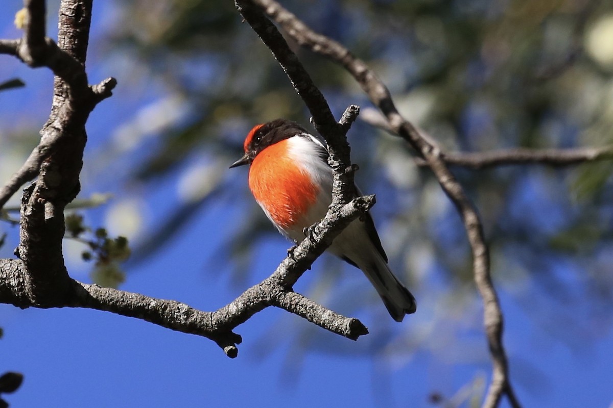 Red-capped Robin - ML619661435