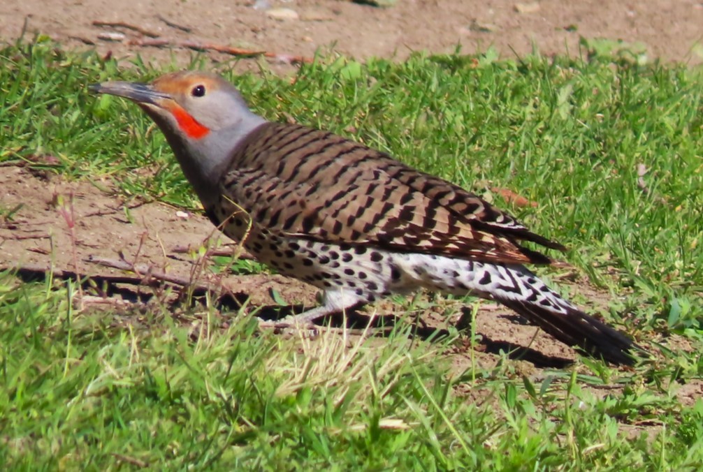 Northern Flicker (Red-shafted) - ML619661440