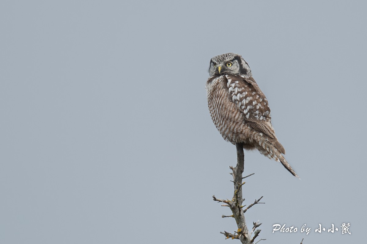 Northern Hawk Owl (American) - ML619661474