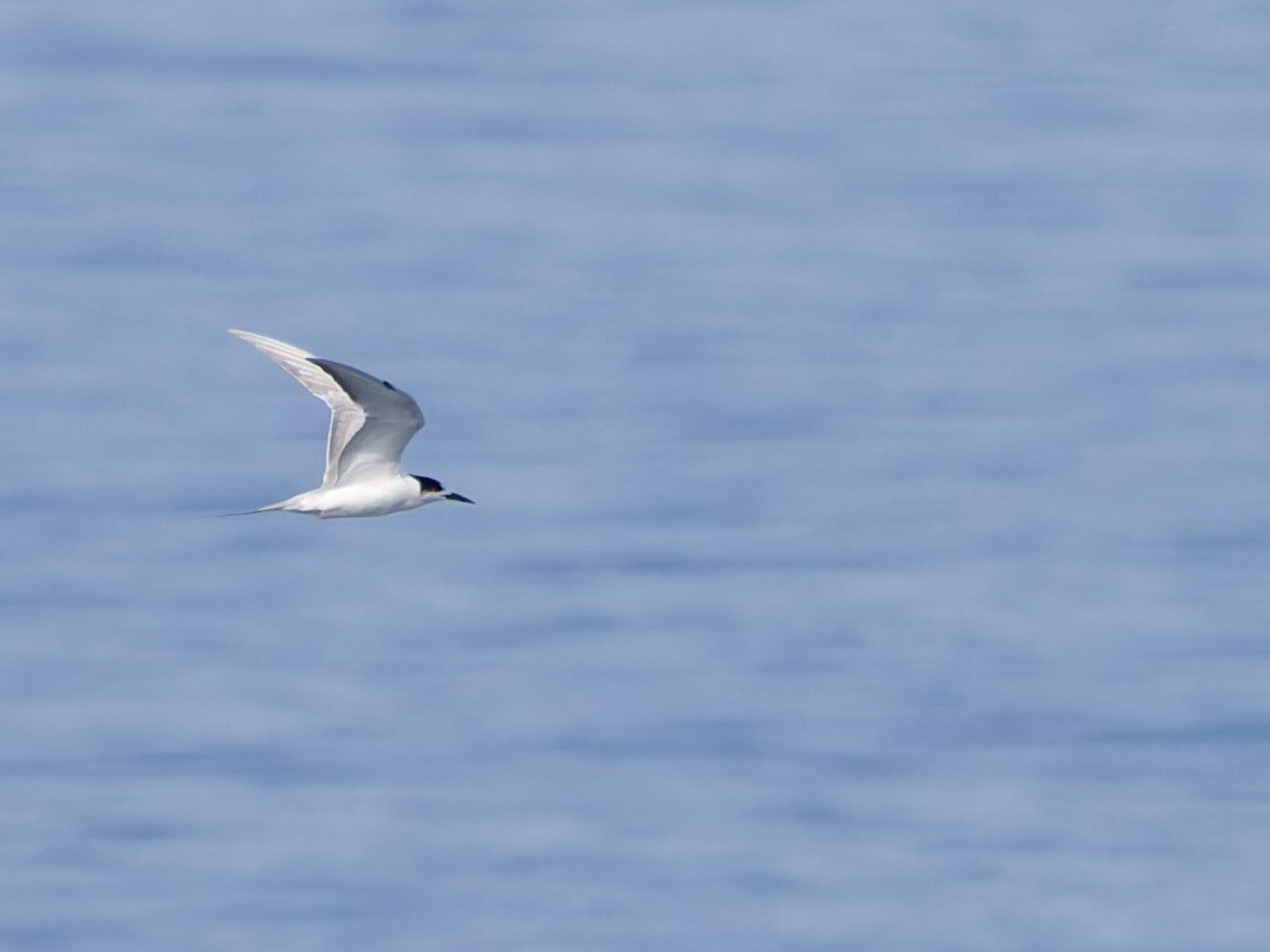 Common Tern - ML619661476