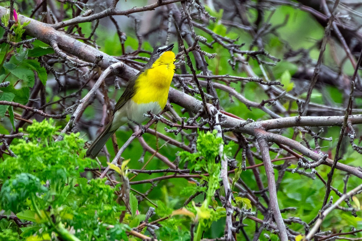 Yellow-breasted Chat - ML619661558