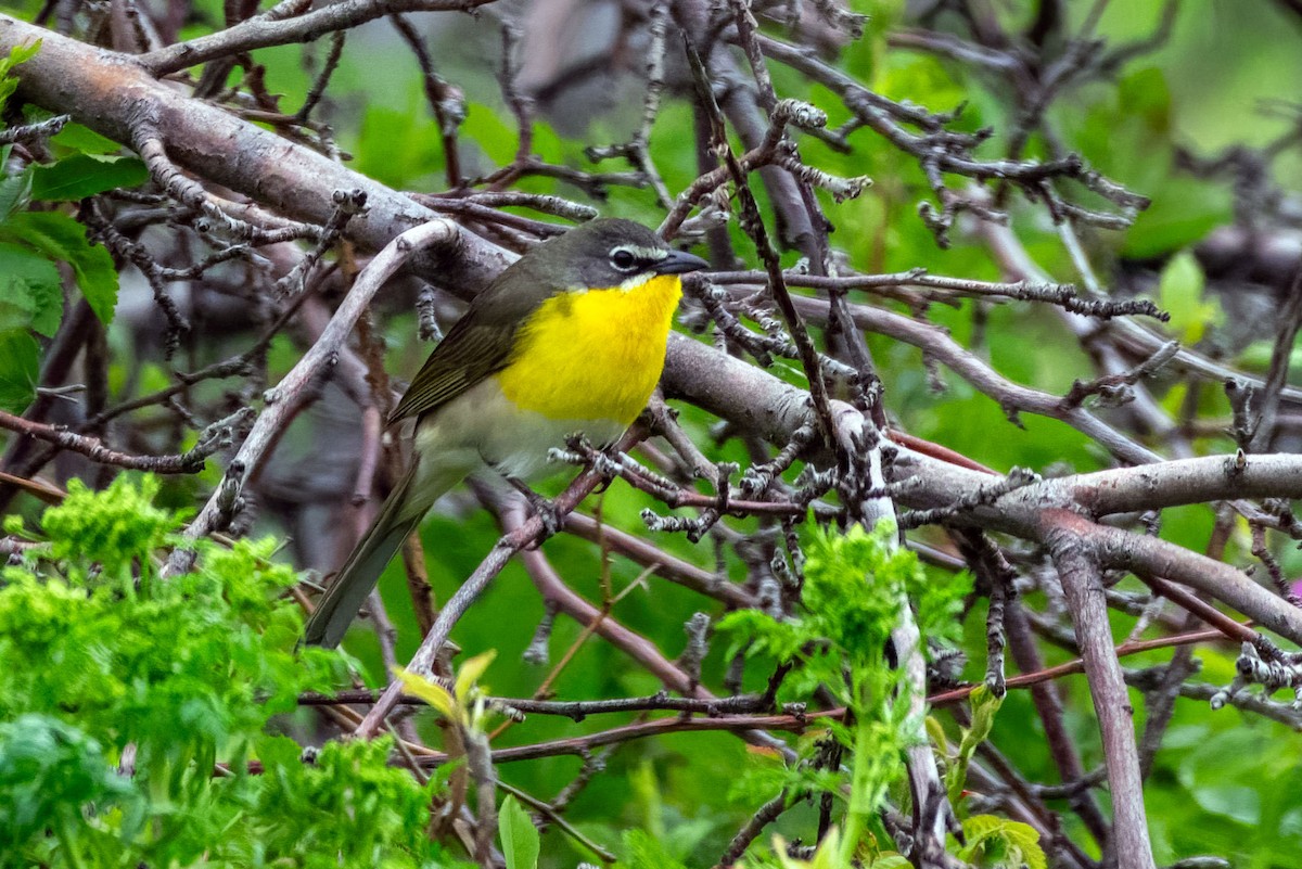 Yellow-breasted Chat - ML619661559