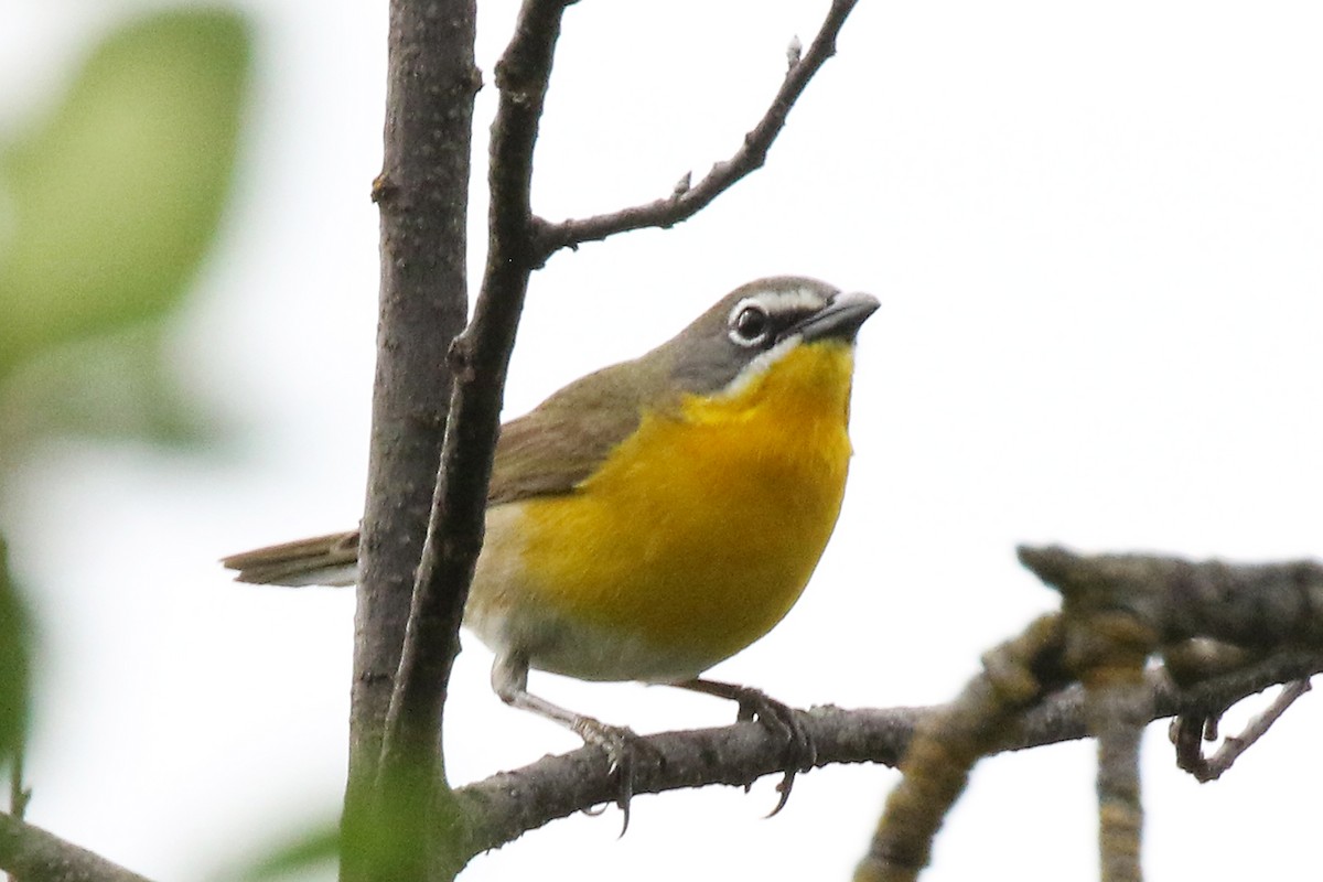 Yellow-breasted Chat - ML619661594