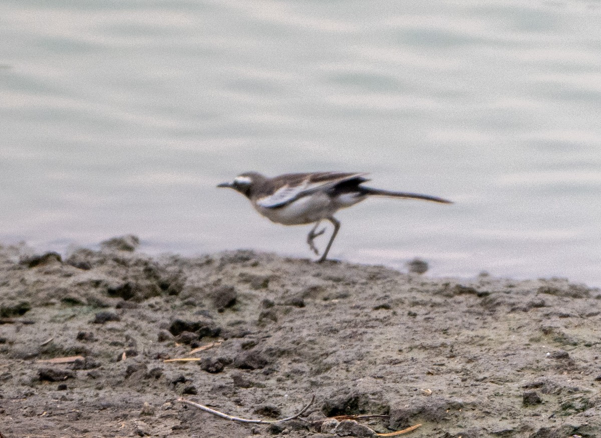 White-browed Wagtail - ML619661634