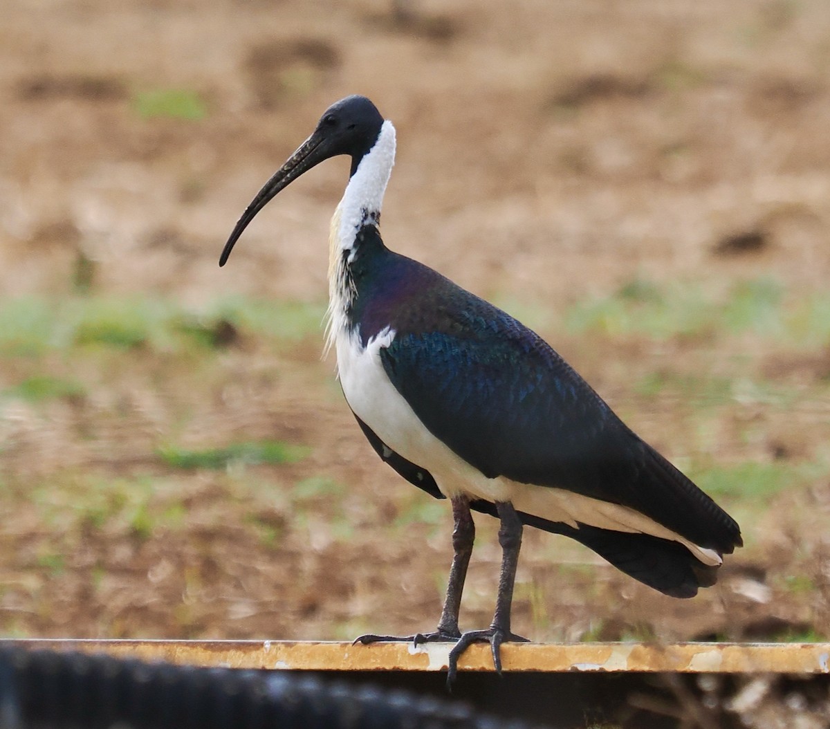 ibis slámokrký - ML619661676