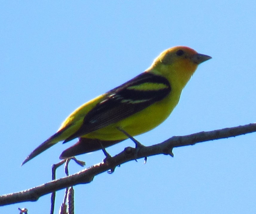 Western Tanager - ML619661677