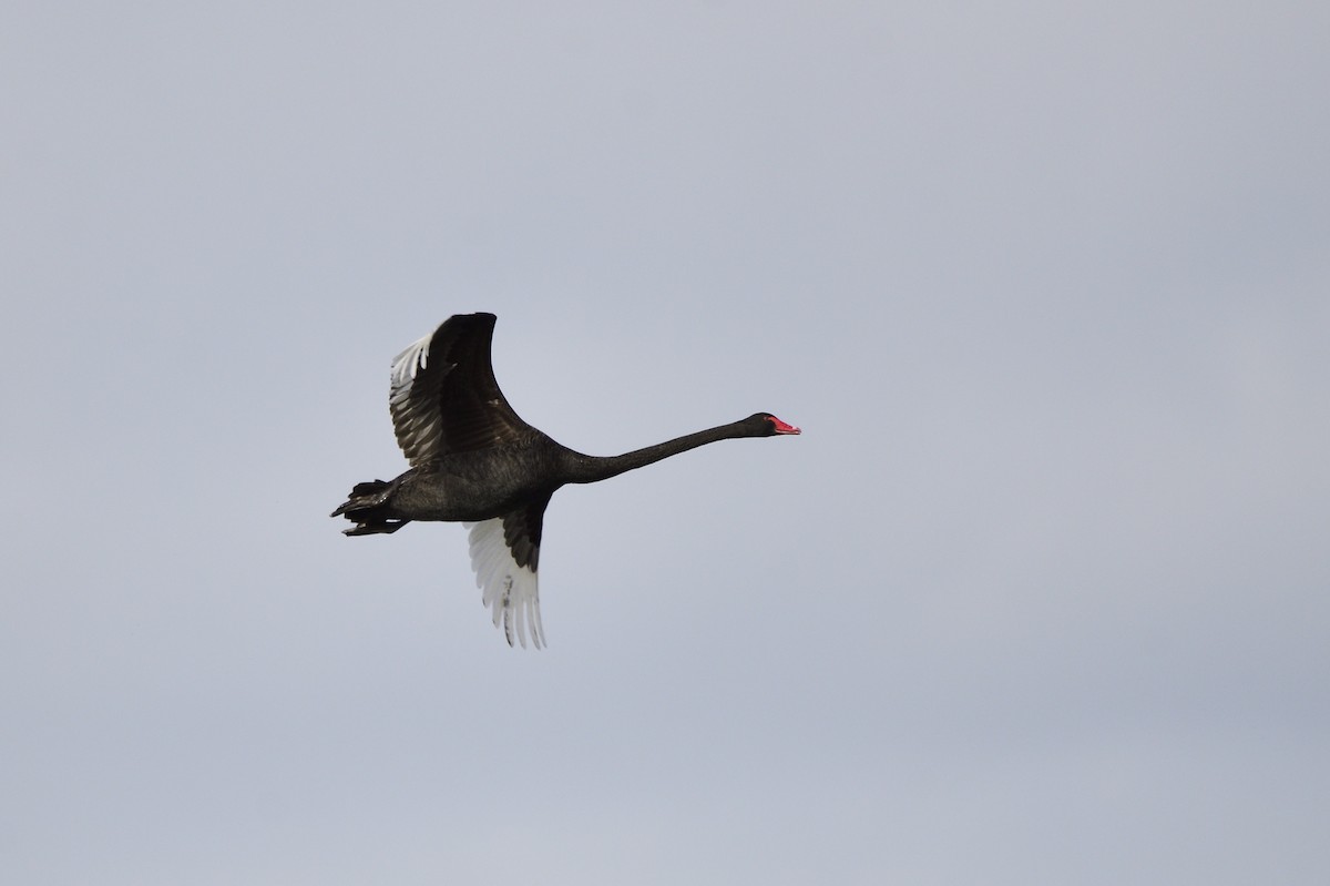 Black Swan - ML619661706