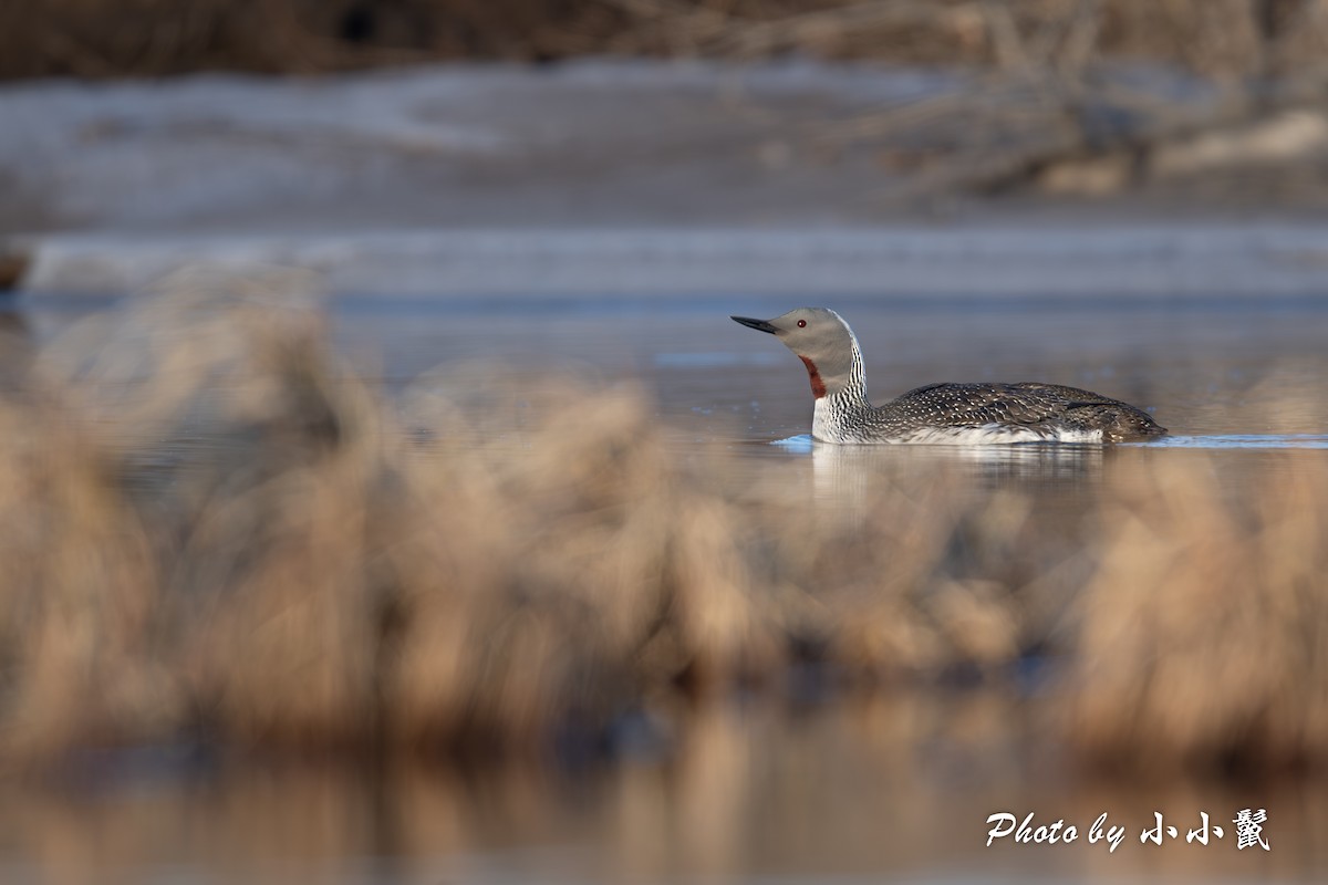 Red-throated Loon - ML619661722