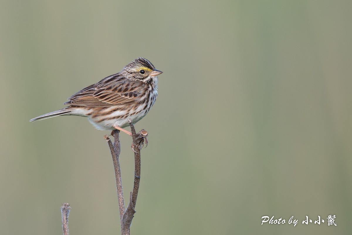 Savannah Sparrow (Savannah) - ML619661755