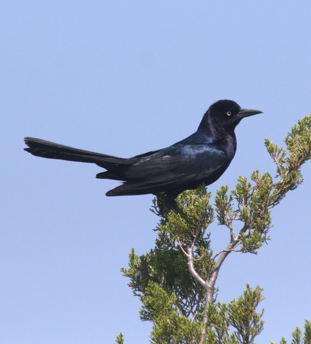 Boat-tailed Grackle - ML619661767