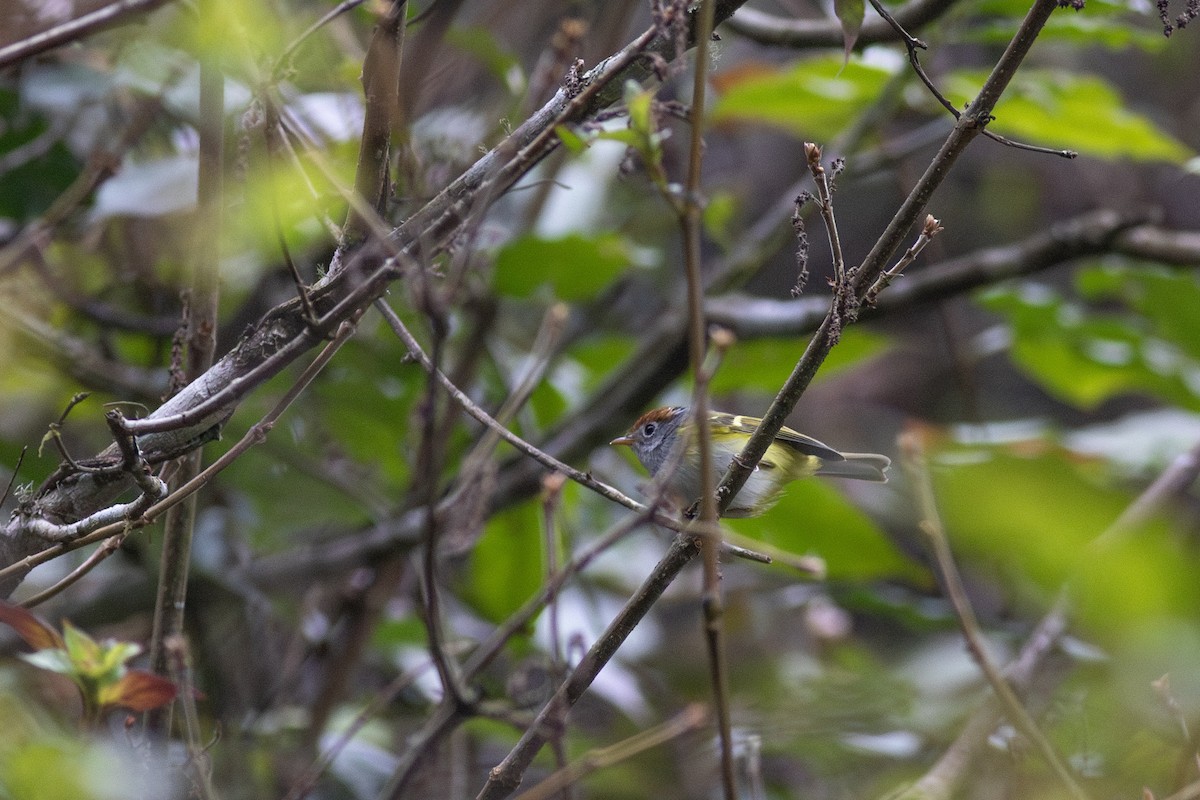 Chestnut-crowned Warbler - ML619661809