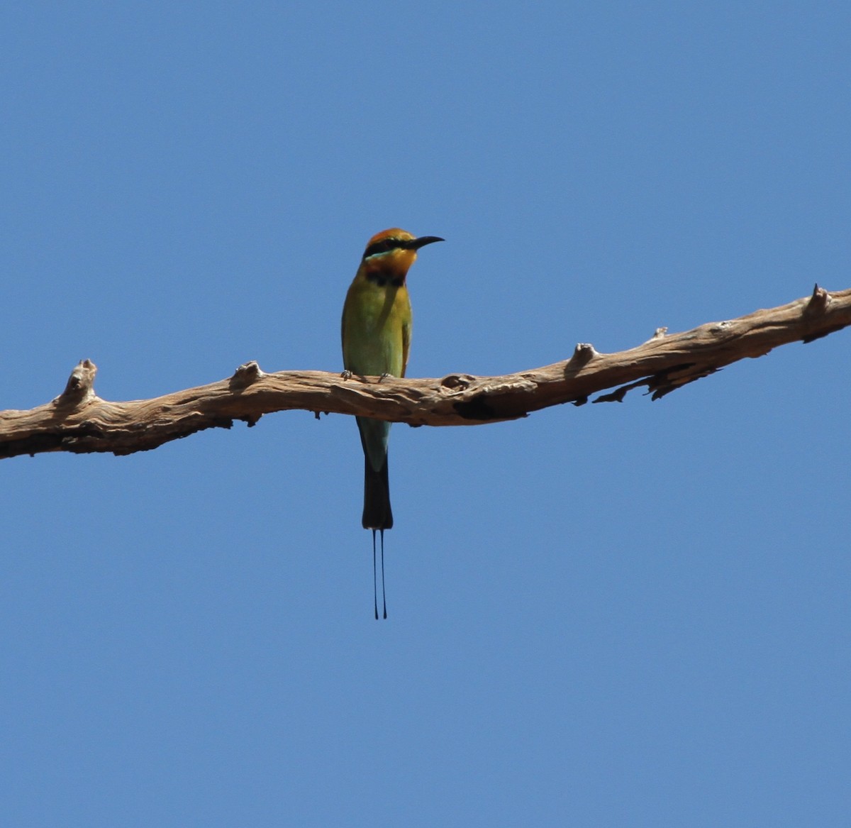 Rainbow Bee-eater - James (Jim) Holmes