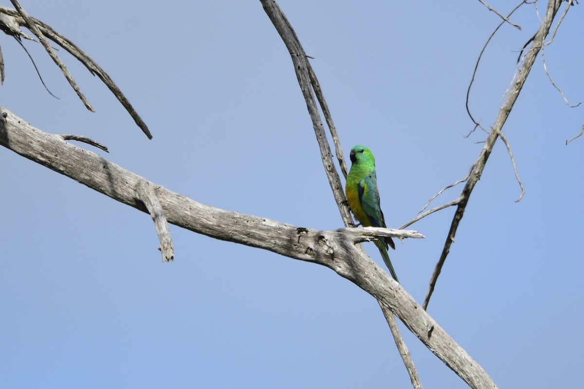 Red-rumped Parrot - ML619661811