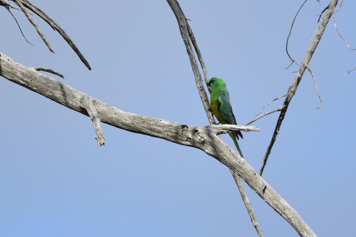 Red-rumped Parrot - ML619661812